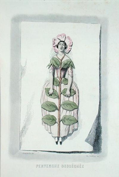 Pervinca appassita, da 