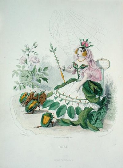 La rosa (Rosa Centifolia) la regina dei fiori, da 