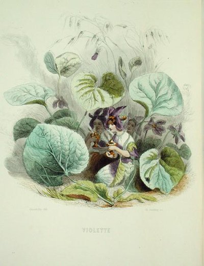 La violetta, da 