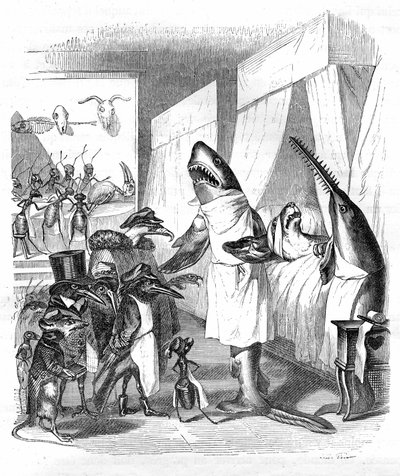 Cartone animato: Pesci - dottori: Incisione di Grandville, dal libro "Vita privata e pubblica degli animali (Les animaux peints par eux-mêmes)", edizione Hetzel 1867 p. 551 - Uno squalo e un pesce sega al capezzale di una persona malata a letto. da Grandville (1803 47)