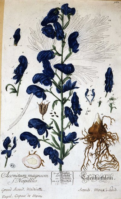 Grande aconito, cappuccio del monaco (aconitum magnum) - in "Fiori animati" di Grandville, 19° secolo da Grandville