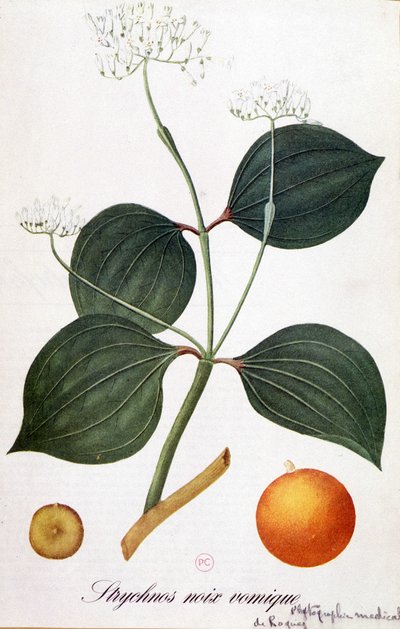 Foglia, fiori e frutto di strychnos (noce vomica) - in 