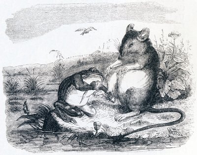 La rana e il topo (La grenouille et le rat) - Favole di La Fontaine da Grandville