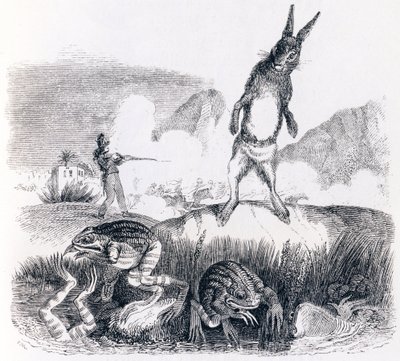 La lepre e le rane da Grandville