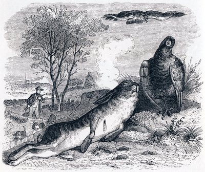 La lepre e la pernice (Le lièvre et la perdrix) - Favole di La Fontaine da Grandville