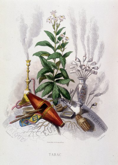 Pianta di tabacco e utensili per fumare - in 