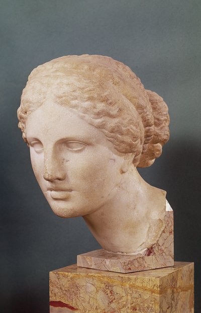 La Testa di Kauffmann, Testa di Afrodite, copia dell