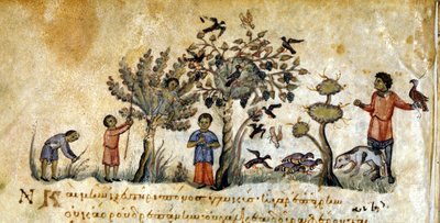 Caccia con falconi per catturare uccelli - in 