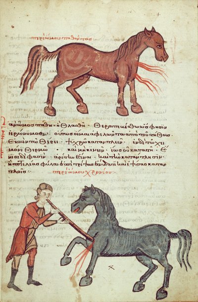 Ms Grec 2244 fol.4 Operazione su un cavallo da Greek School