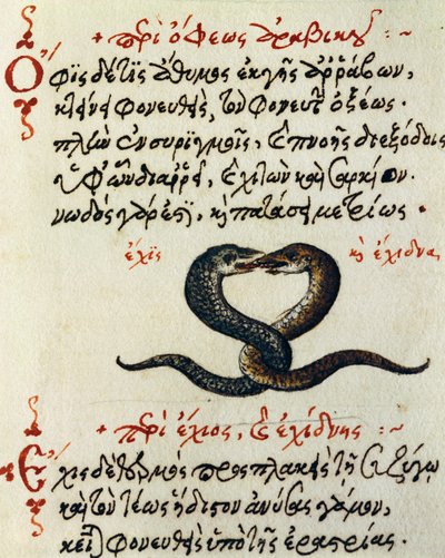 Accoppiamento di serpenti, test e miniatura da De animalium natura et proprietate libellus, di Eliano da Greek School