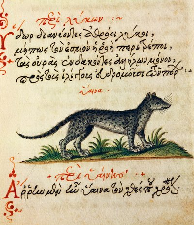 Trattato sulla Iena, testo e miniatura da De animalium natura et proprietate libellus di Eliano da Greek School