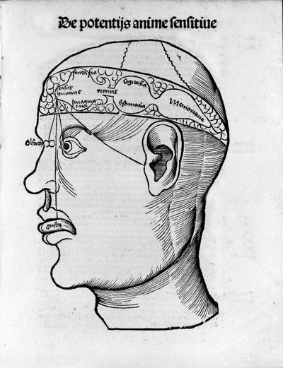Sezione del cervello: studio per la localizzazione delle diverse funzioni cerebrali. Incisione da 