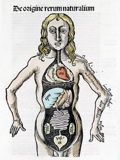 Sezione del corpo umano - in 