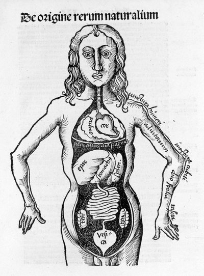 Sezione del corpo umano - in 