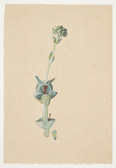 Studio di un Fiore da Gudrun Traustedt
