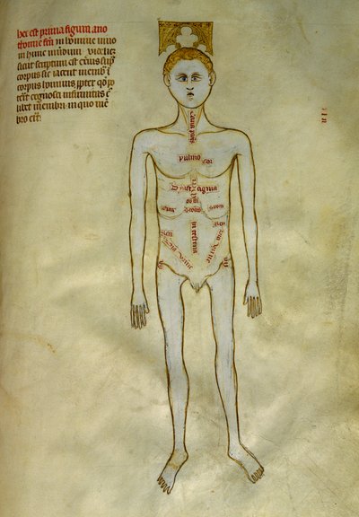 Tavole di anatomia e chirurgia: localizzazione degli organi maschili. In Liber notabilium Philippi septimi francorum regis, a libris Galieni extratus di Gui de Pavia circa 1345 da Guido da Vigevano da Pavia