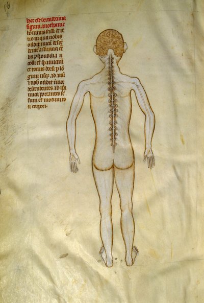 Tavole anatomiche e chirurgiche: midollo spinale (nelle vertebre della colonna vertebrale). In 