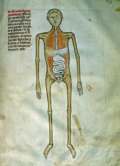 Medicina: tavola anatomica e chirurgica rappresentante un tronco da Guido da Vigevano da Pavia