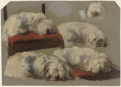Studi di un cagnolino bianco da Guillaume Anne van der Brugghen