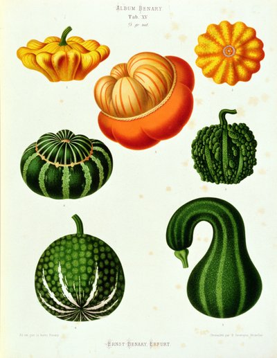 Zucche: dall