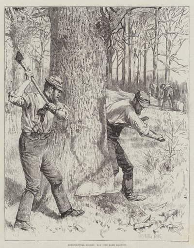 Scene agricole, maggio, la raccolta della corteccia da Gunning King