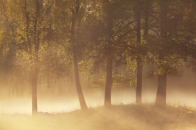 Nebbia dorata del mattino da Gustav Davidsson