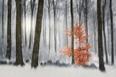 Foresta invernale dell
