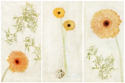 Soft Gerbera Trittico da Gustav Davidsson
