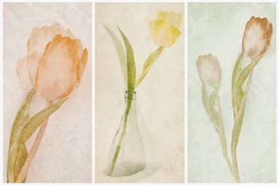 Trittico di tulipani ad acquerello da Gustav Davidsson