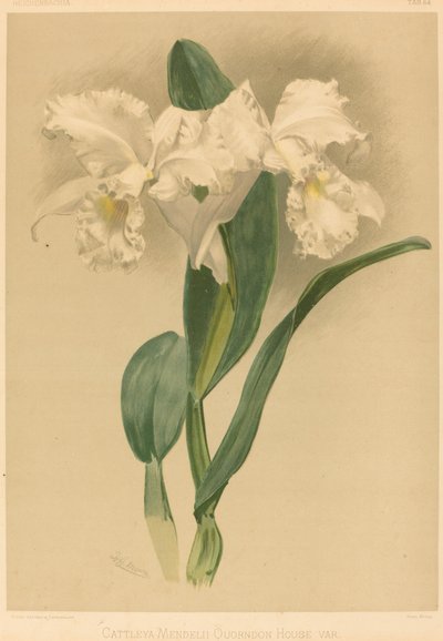 Cattleya Mendelii Quorndon House Var. da Gustav Leutzsch after Henry George Moon