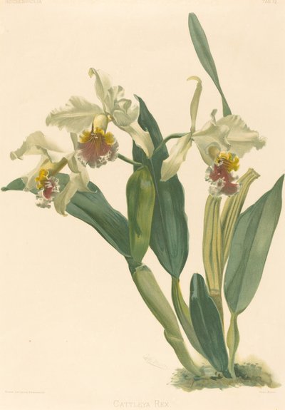 Cattleya Rex da Gustav Leutzsch after Henry George Moon