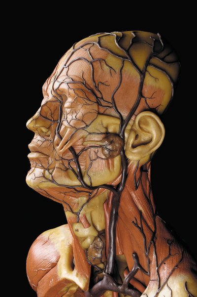 (dettaglio) di un modello anatomico maschile ecorché, che mostra muscoli, arterie e vene, la circolazione e il sistema nervoso da Gustav Zeiller