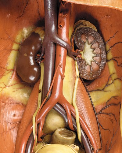 (dettaglio) di un modello anatomico maschile ecorché, che mostra muscoli, arterie e vene, la circolazione e il sistema nervoso da Gustav Zeiller