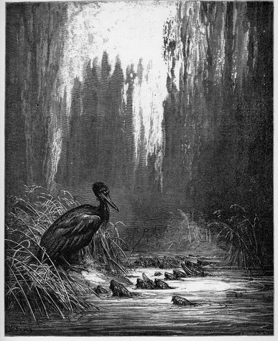 Il pesce e il cormorano - da 