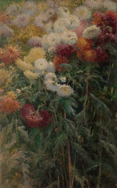 Crisantemi nel giardino di Petit-Gennevilliers da Gustave Caillebotte