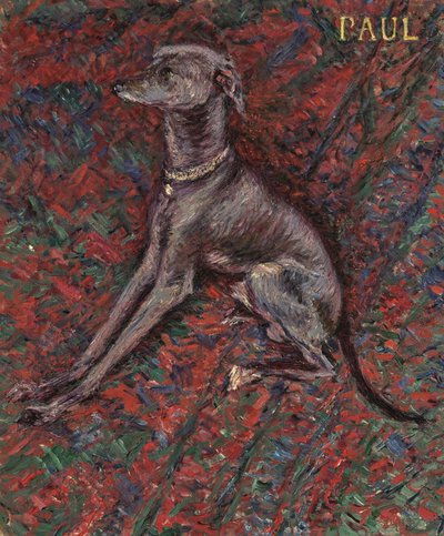 Il cane 