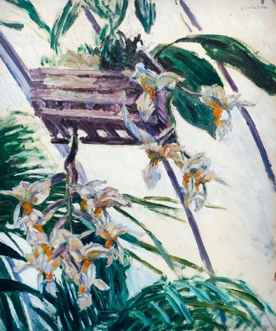 Orchidee, c. 1893 da Gustave Caillebotte