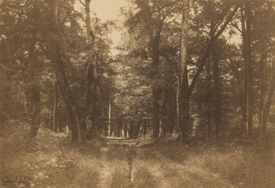 Bas-Bréau, Foresta di Fontainebleau da Gustave Le Gray