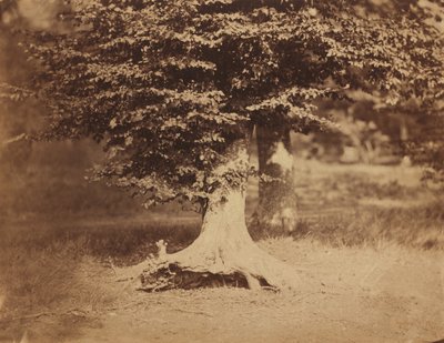 Faggio, Foresta di Fontainebleau da Gustave Le Gray