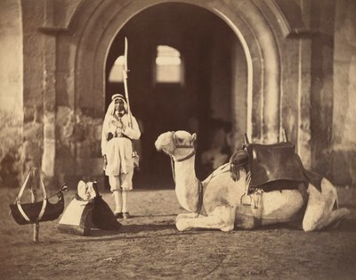 Cammello sdraiato, c.1866 da Gustave Le Gray