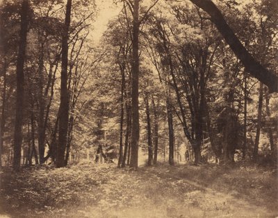 Scena della foresta da Gustave Le Gray