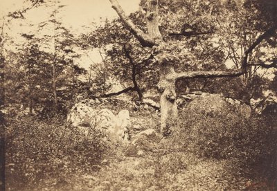 Quercia nodosa vicino al bivio di l