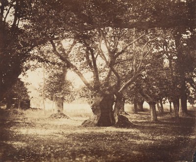 Quercia cava, Fontainebleau, 1855-57 da Gustave Le Gray