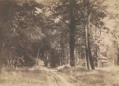 Sentiero nella Foresta di Fontainbleau da Gustave Le Gray