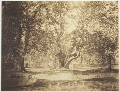 Albero, Foresta di Fontainebleau da Gustave Le Gray