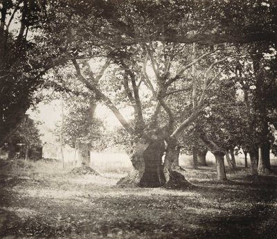 Albero, Foresta di Fontainebleau da Gustave Le Gray