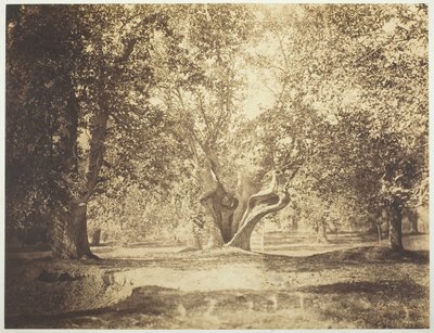 Albero, Foresta di Fontainebleau da Gustave Le Gray