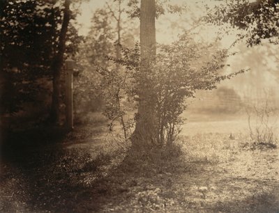 Studio di albero, foresta di Fontainebleau da Gustave Le Gray