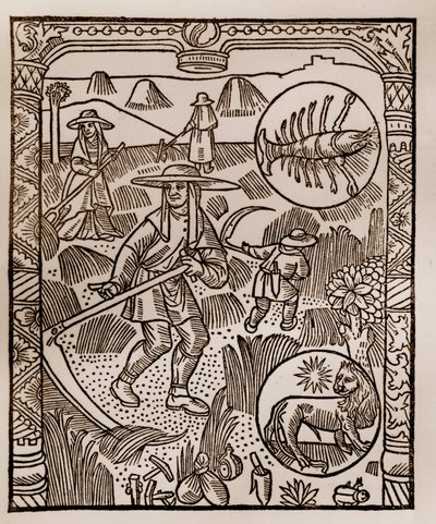 Calendario del pastore - I lavori dei mesi - Luglio - Xilografia dal libro del 1496 stampato da Guy Marchant (Guido Mercator) a Troyes - Fieno, la raccolta del fieno - Incisione su legno in 
