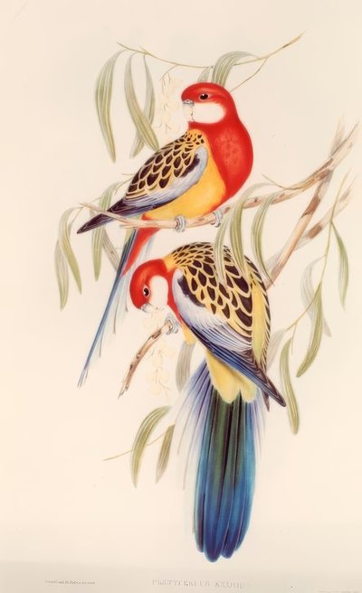 Pappagallo colorato / Litografia a colori di J. Gould da H.C. Richter